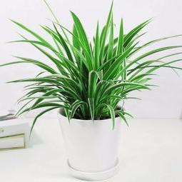 Figure green plant flowers indoor rent place for sale Wuhan flowers green plant